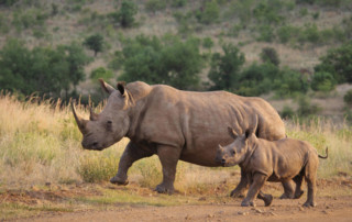 figura rinoceronte